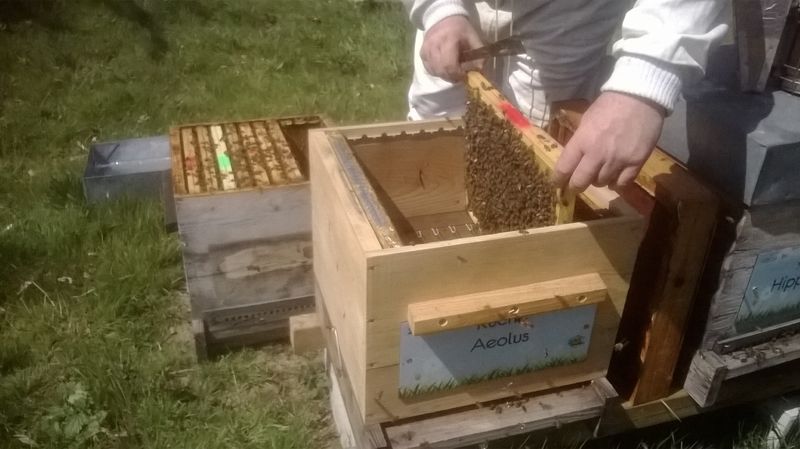 La ruche Aeolus