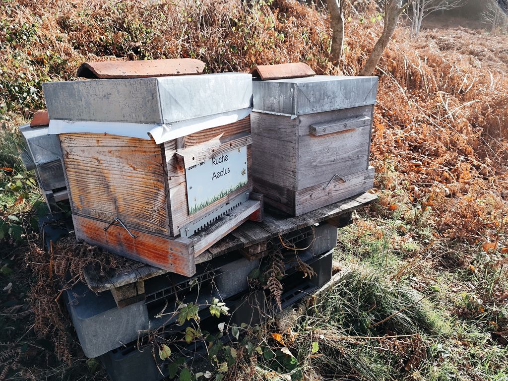 La ruche Aeolus