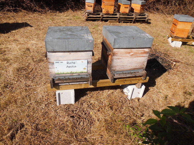 La ruche Aeolus