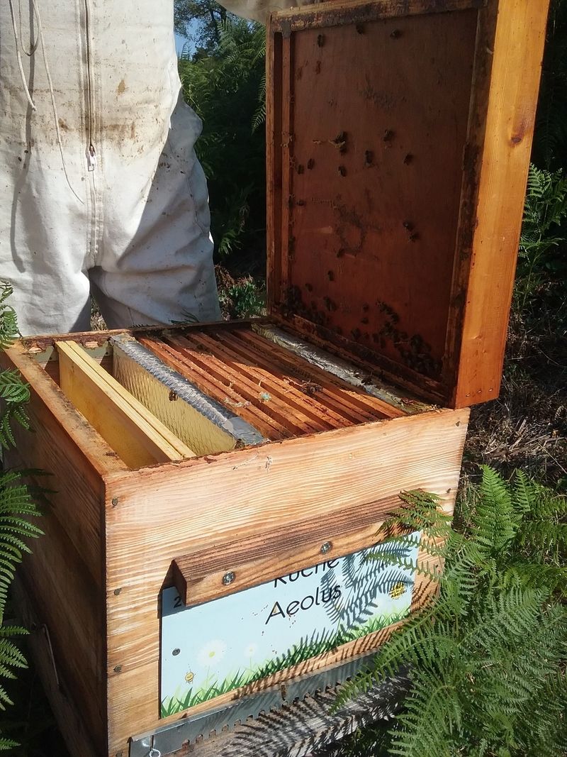 La ruche Aeolus