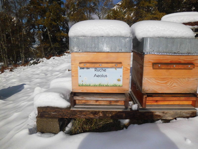 La ruche Aeolus