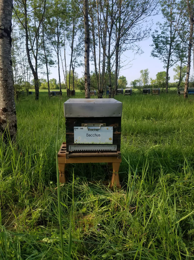 La ruche Bacchus