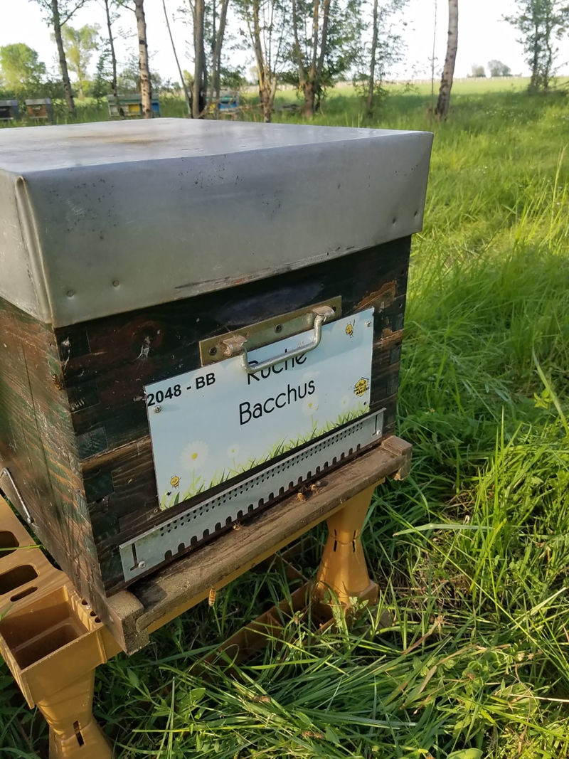 La ruche Bacchus