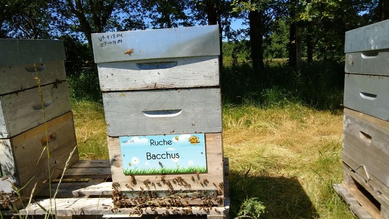 La ruche Bacchus