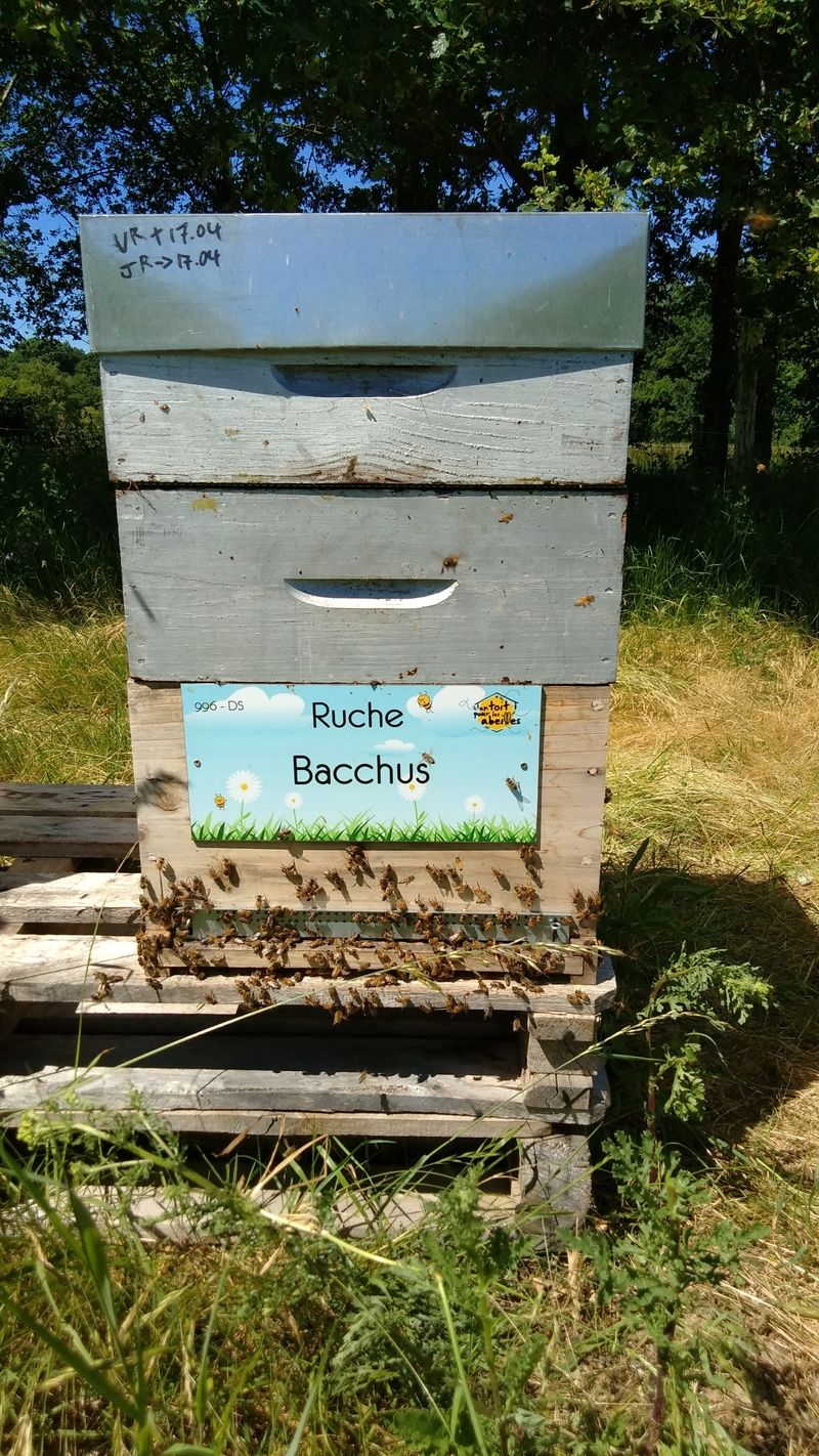 La ruche Bacchus