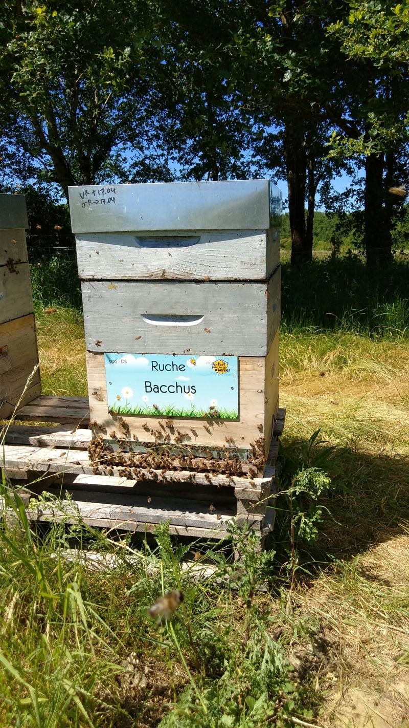 La ruche Bacchus
