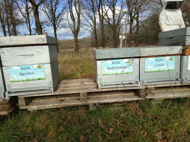 La ruche Bacchus