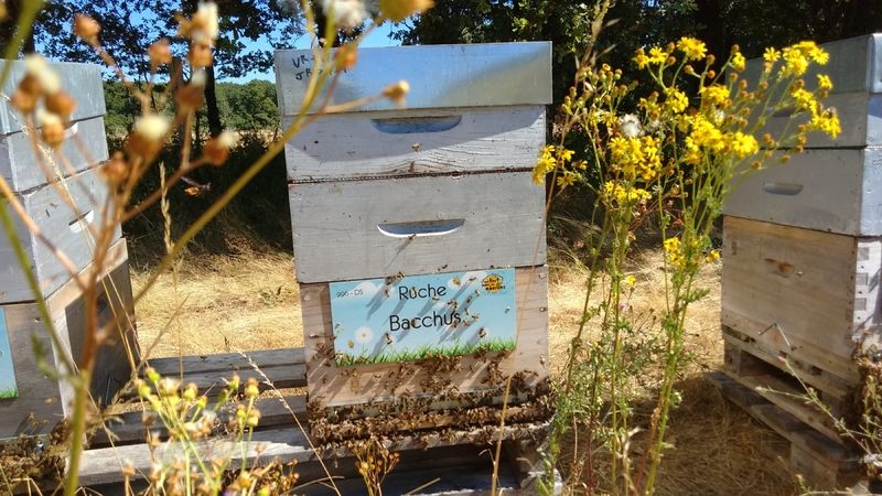 La ruche Bacchus