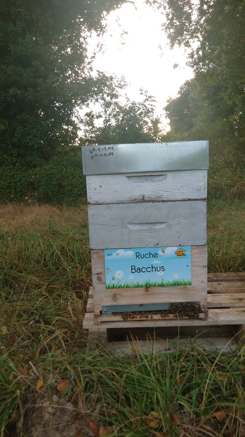 La ruche Bacchus