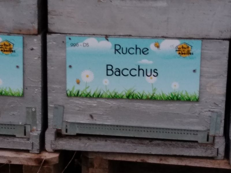 La ruche Bacchus