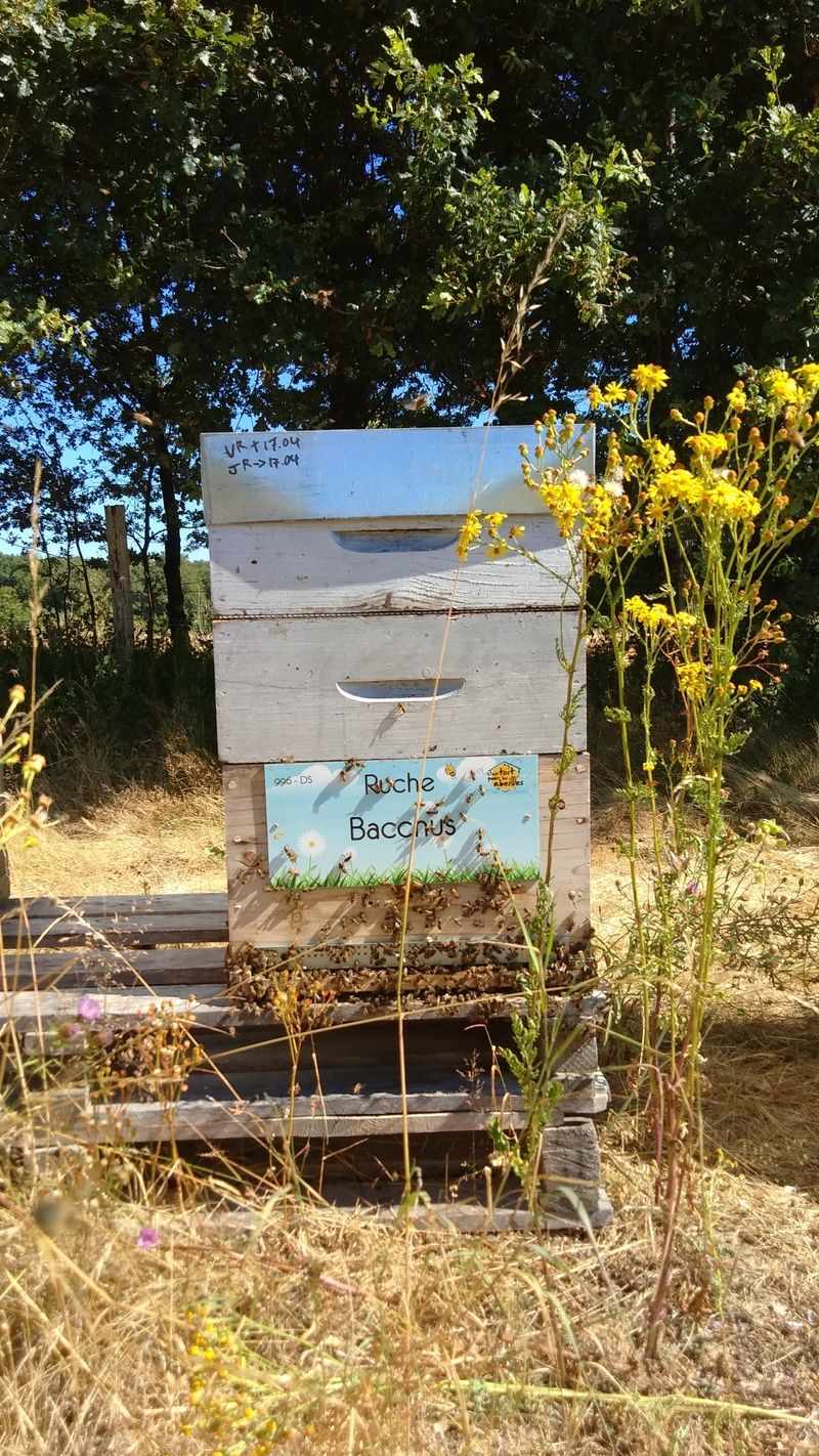 La ruche Bacchus