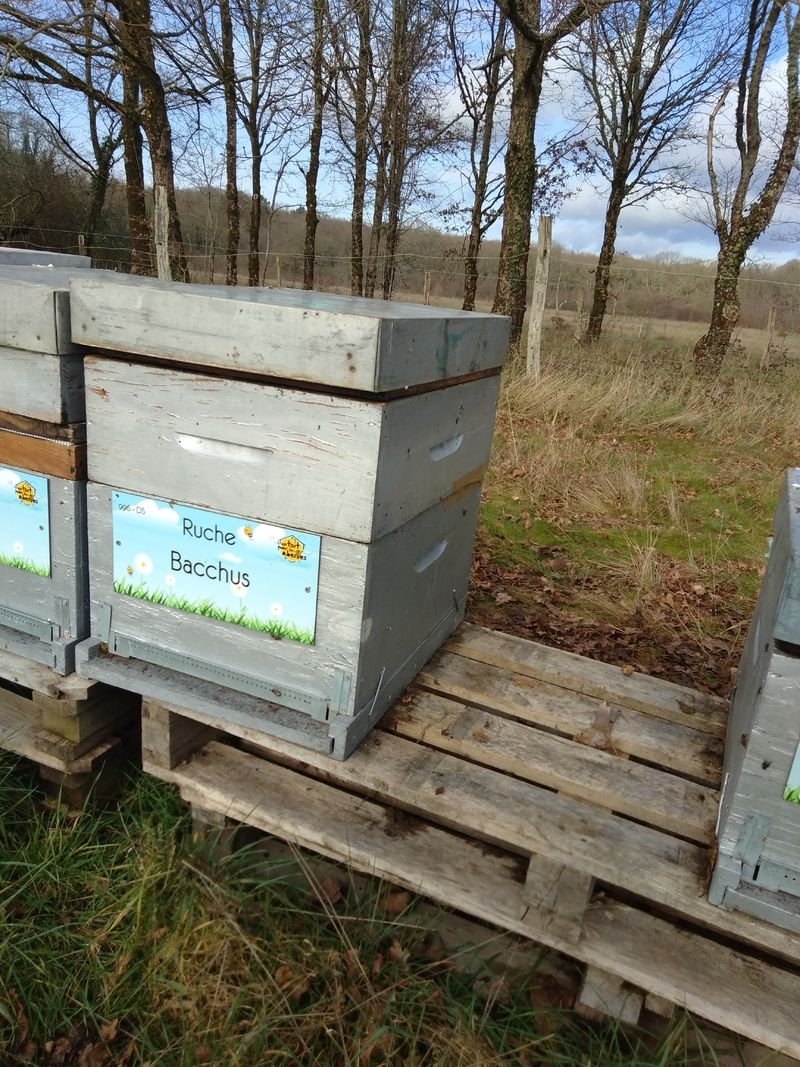 La ruche Bacchus