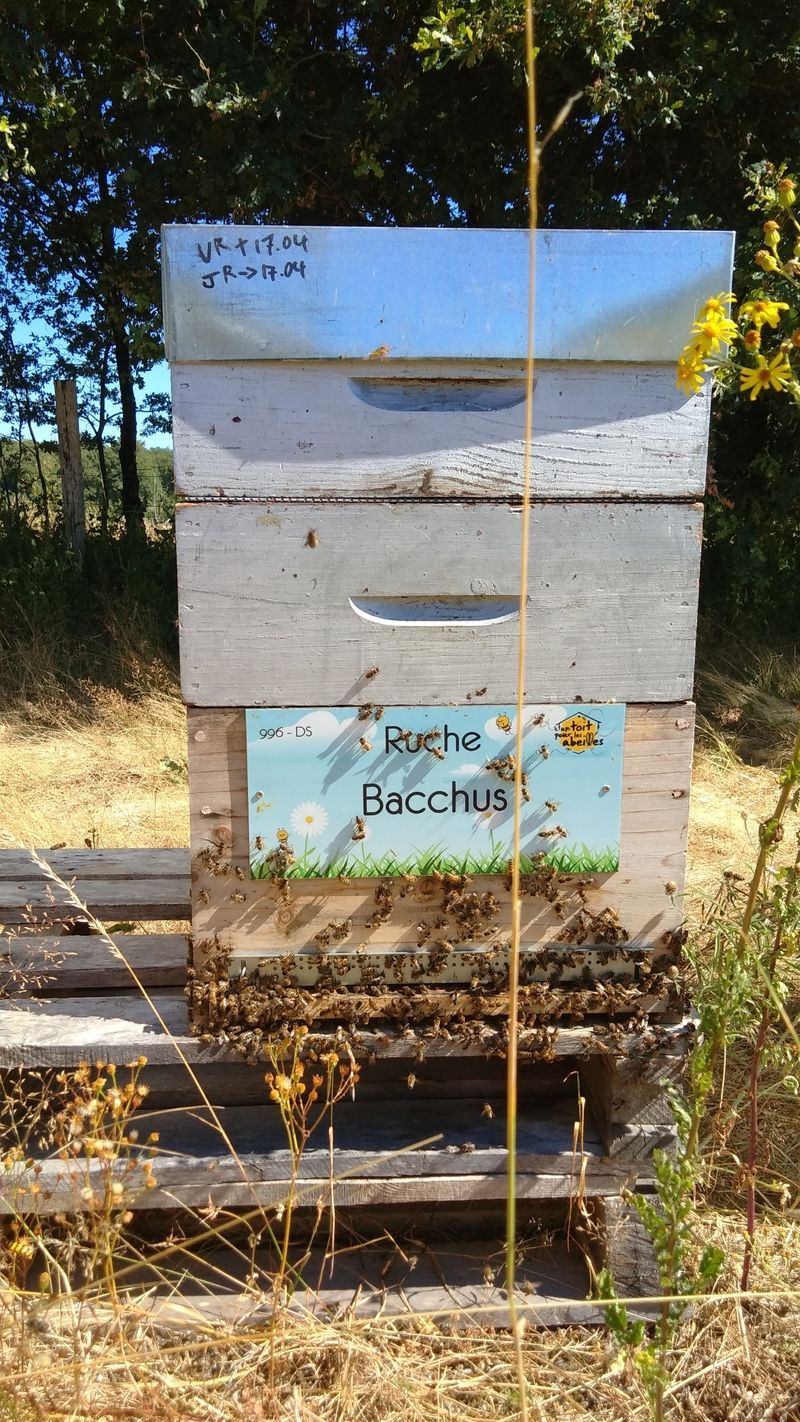 La ruche Bacchus