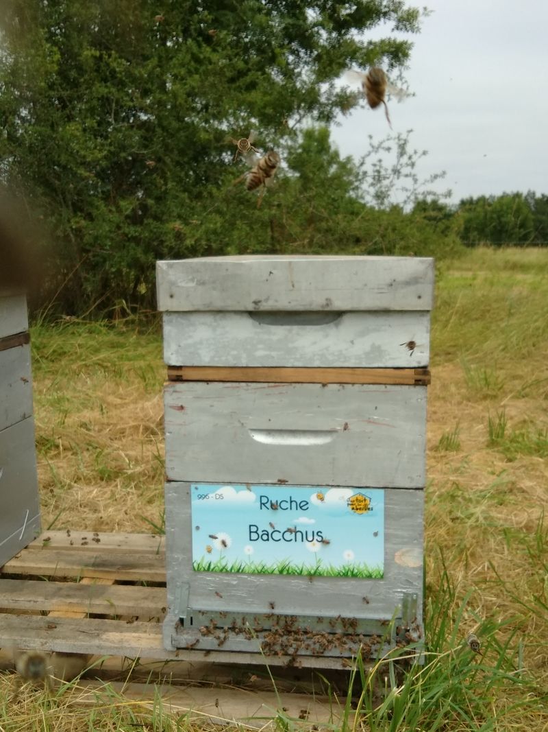 La ruche Bacchus