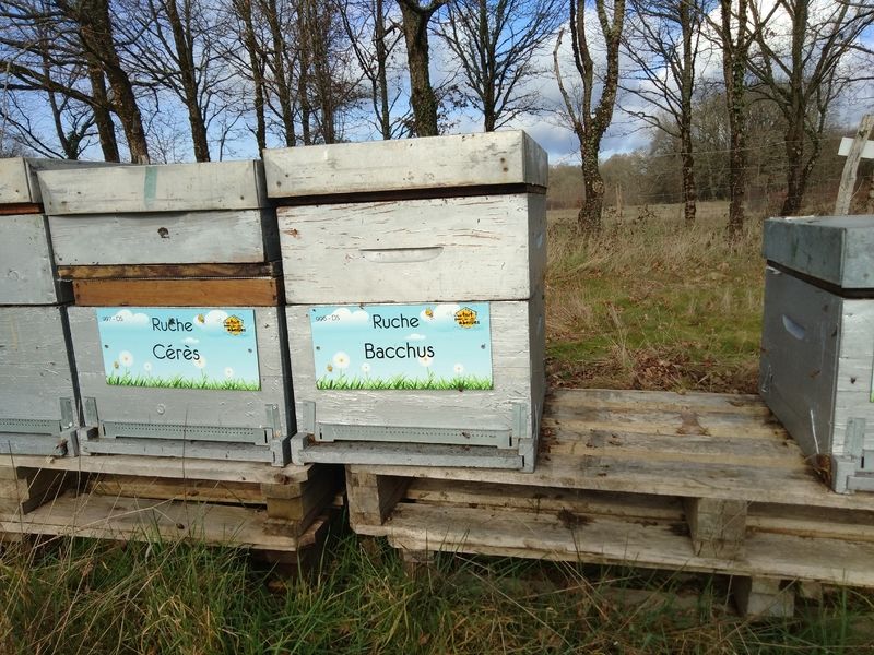 La ruche Bacchus