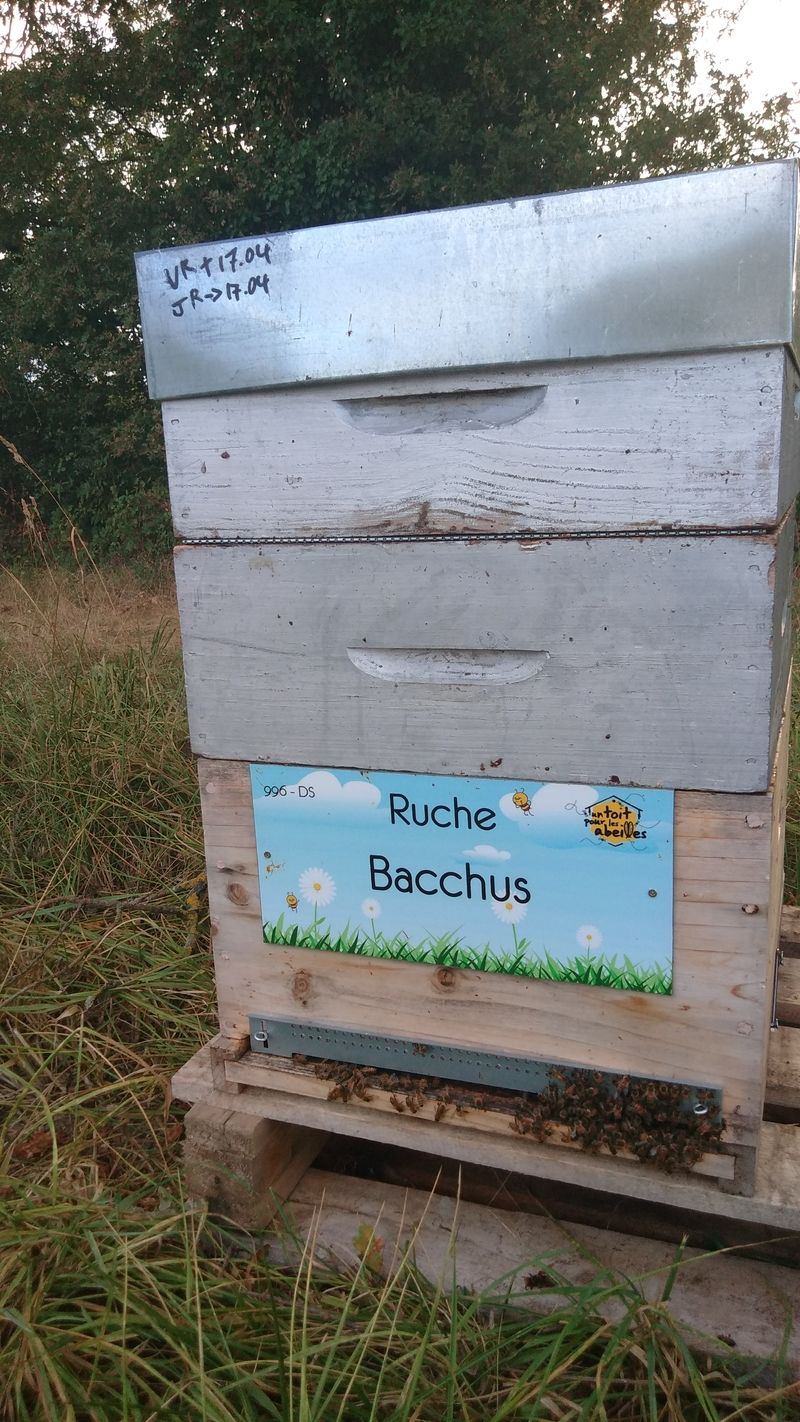 La ruche Bacchus