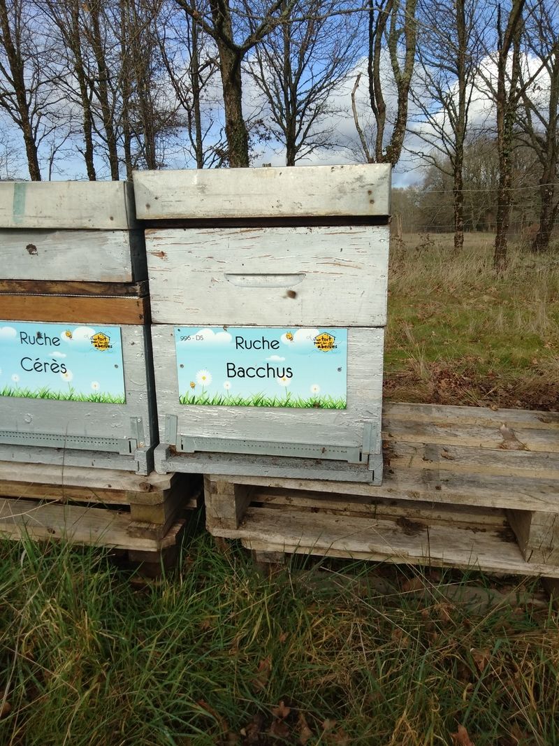 La ruche Bacchus