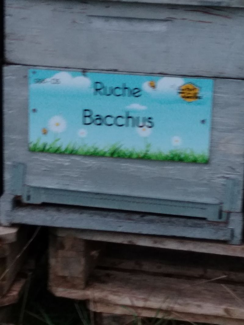 La ruche Bacchus