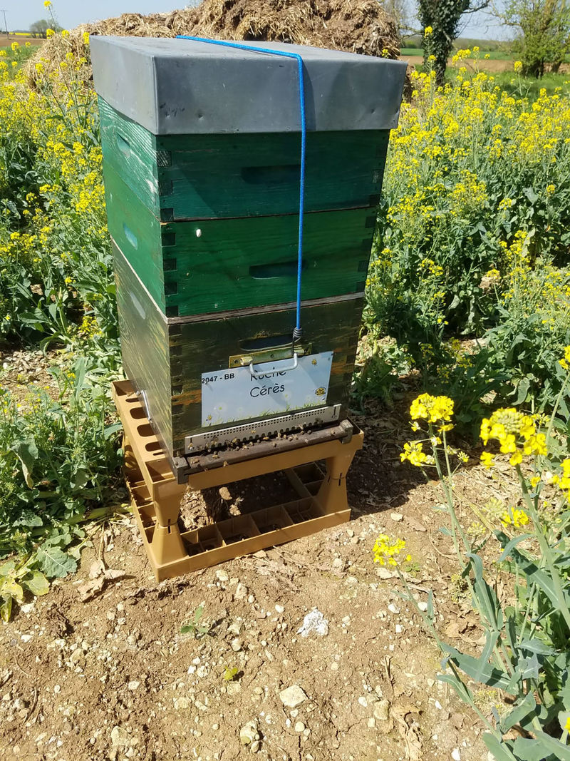 La ruche Cérès