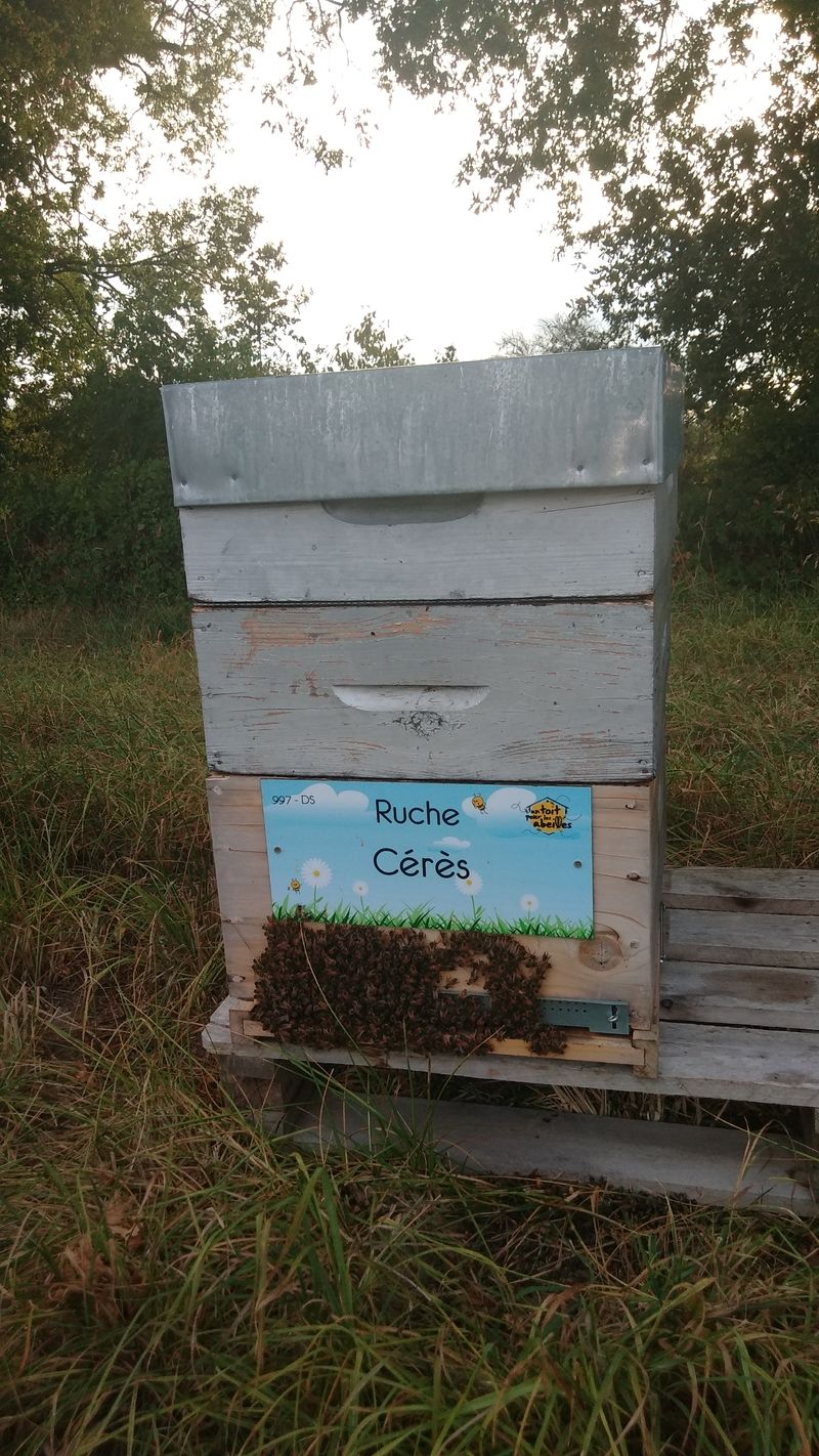 La ruche Cérès