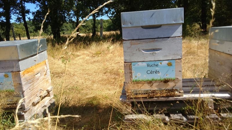 La ruche Cérès