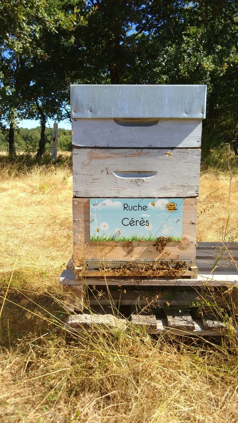 La ruche Cérès