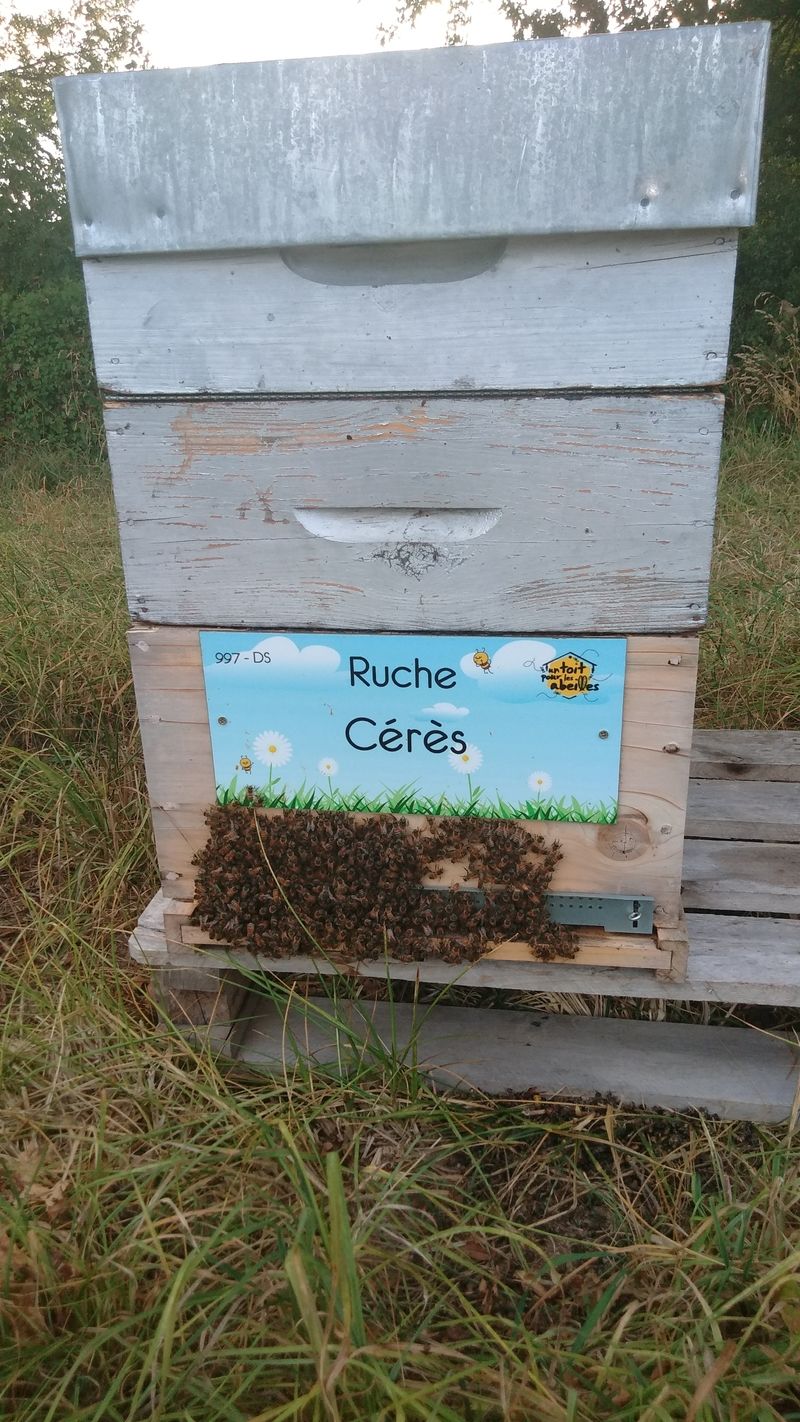 La ruche Cérès