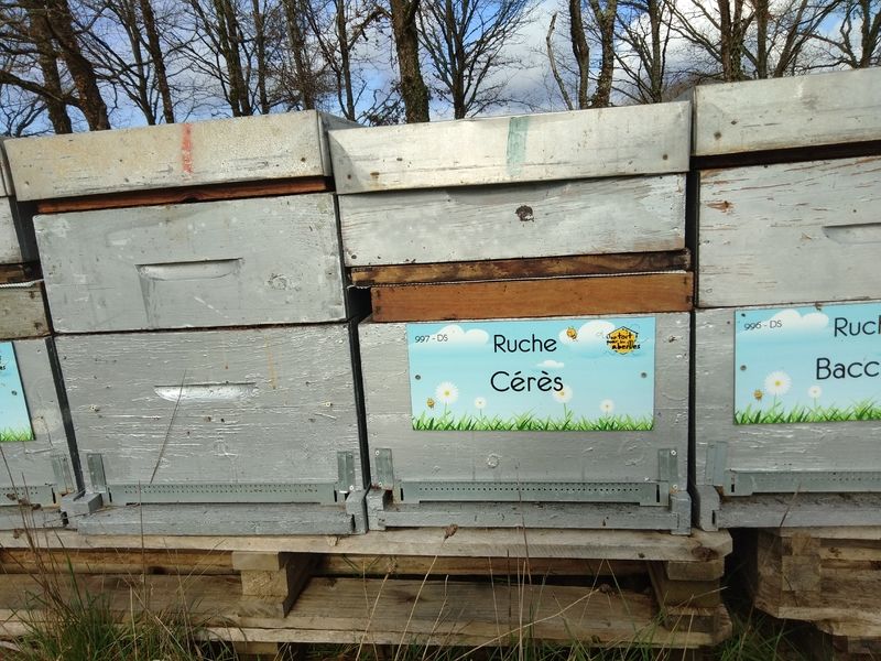 La ruche Cérès