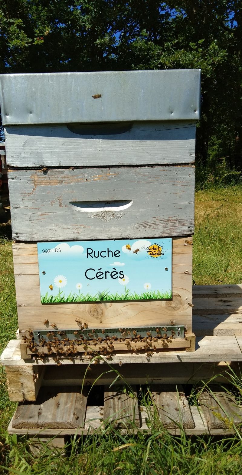 La ruche Cérès