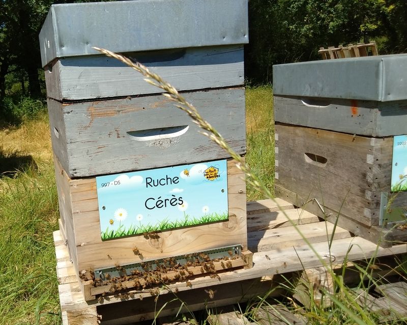 La ruche Cérès
