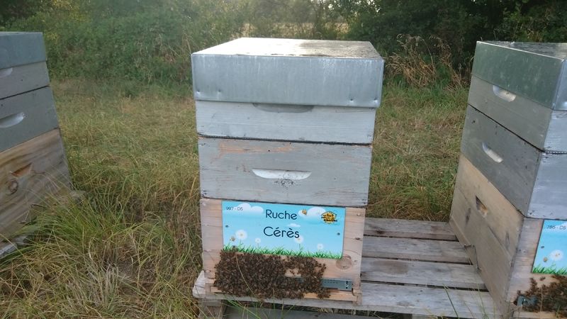 La ruche Cérès