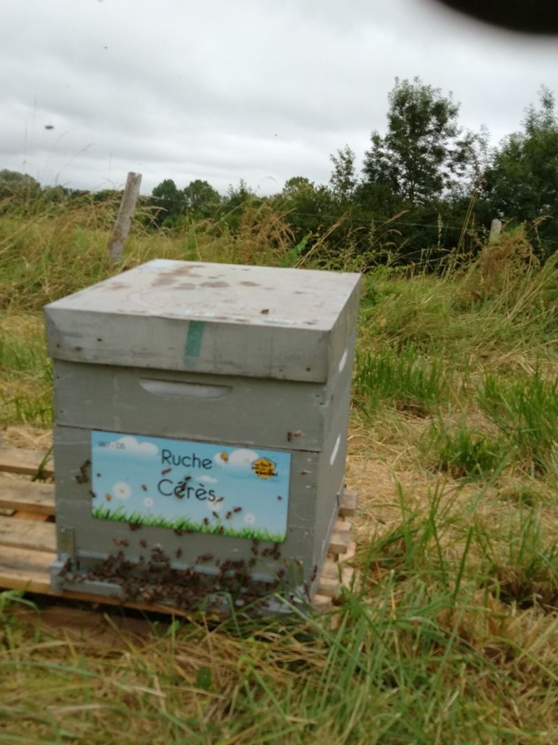 La ruche Cérès