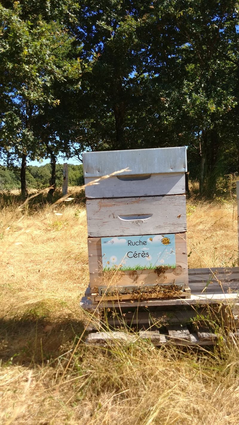 La ruche Cérès