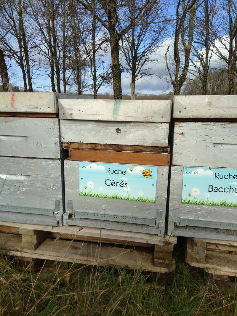 La ruche Cérès
