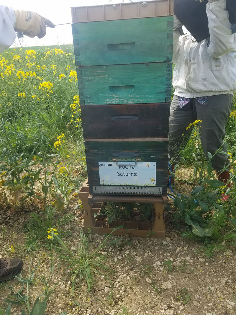 La ruche Saturne