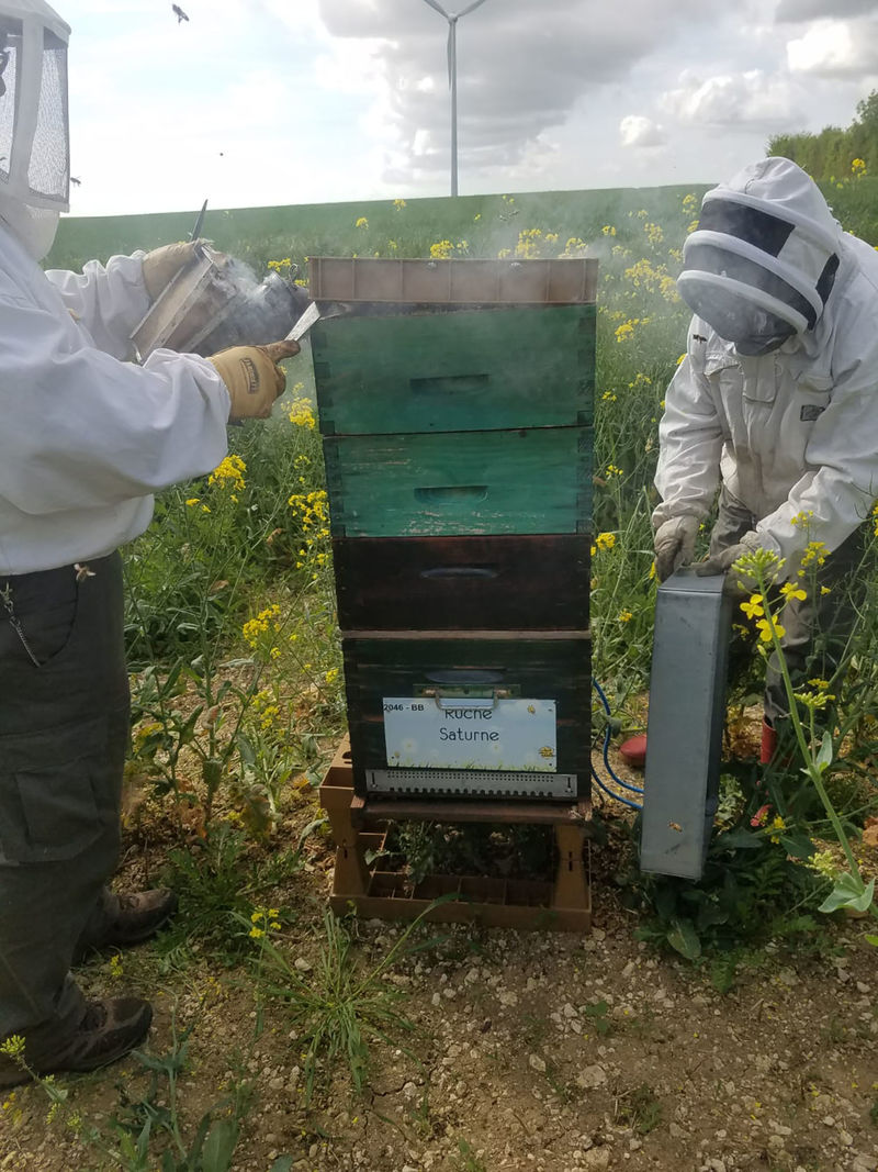 La ruche Saturne