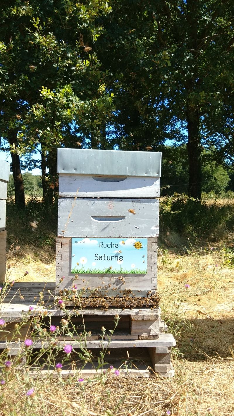 La ruche Saturne