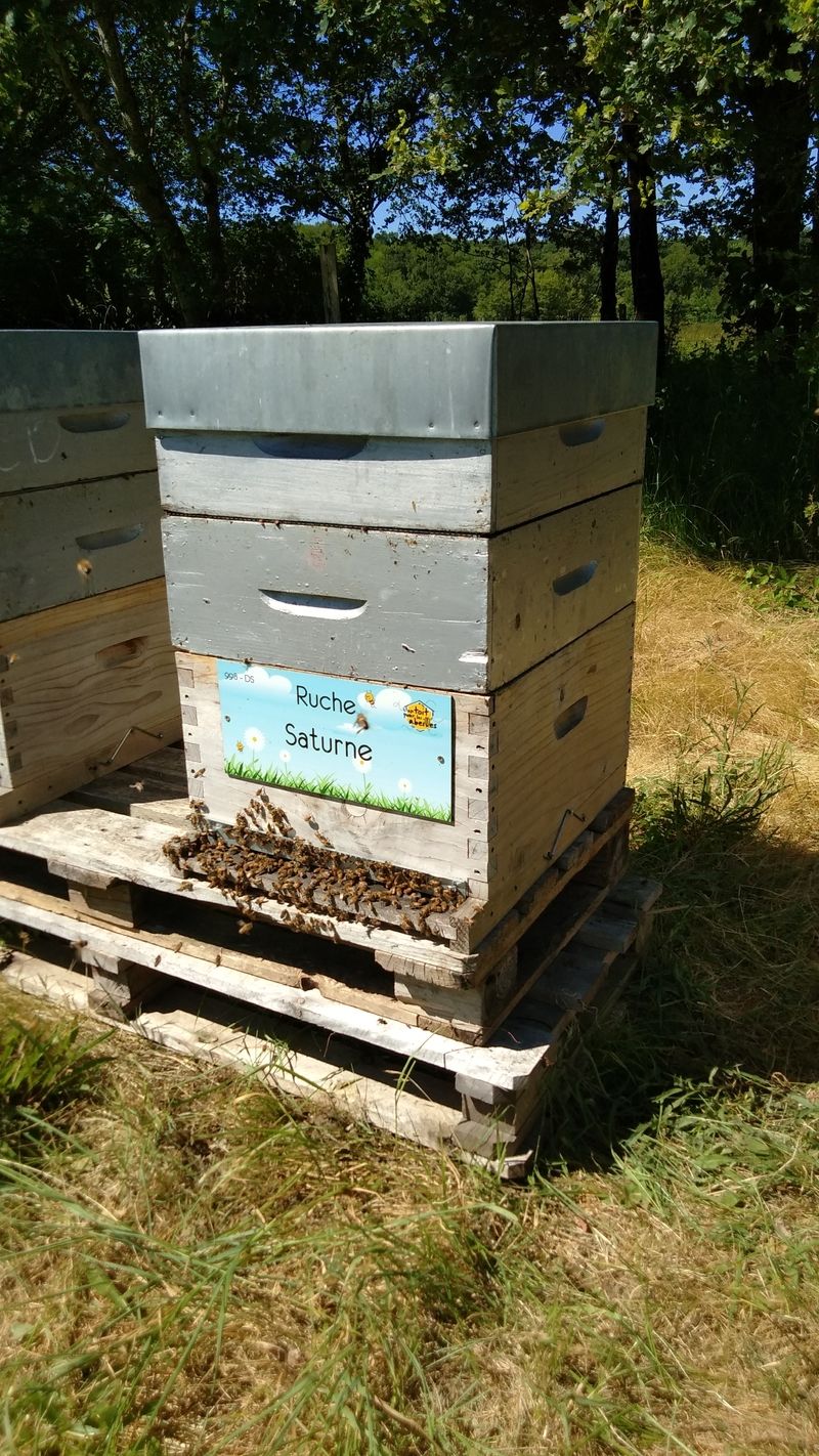 La ruche Saturne