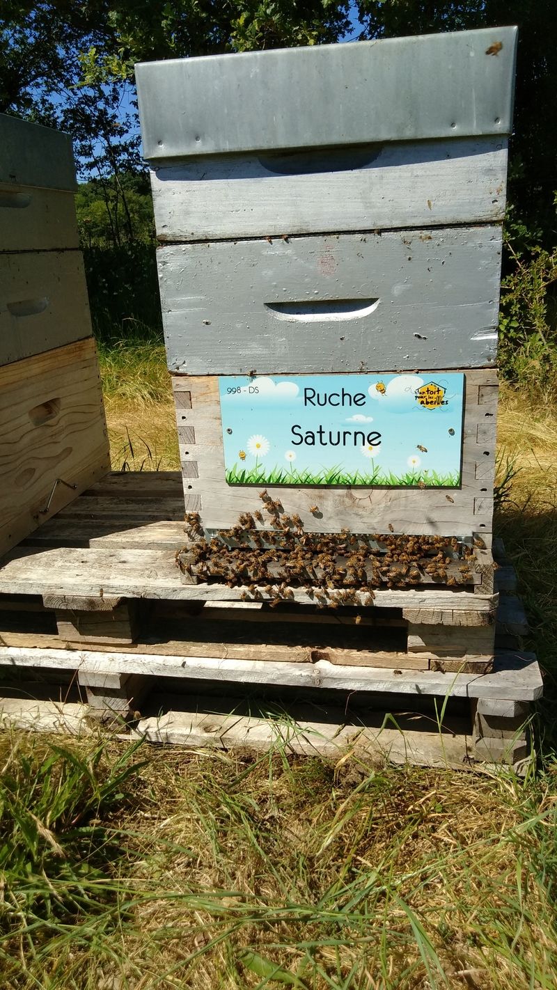 La ruche Saturne