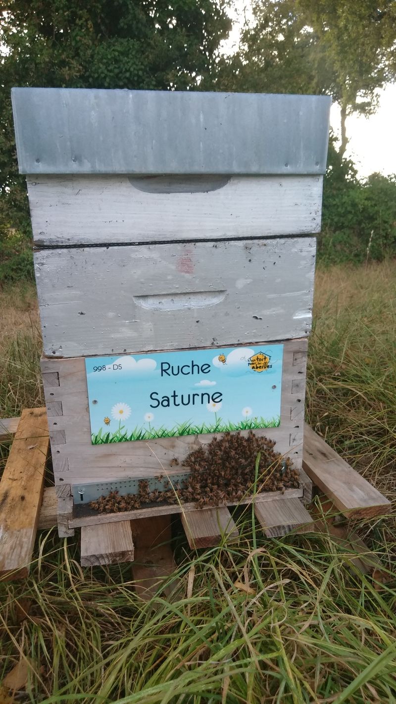 La ruche Saturne