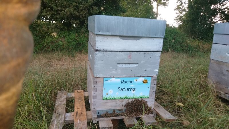 La ruche Saturne