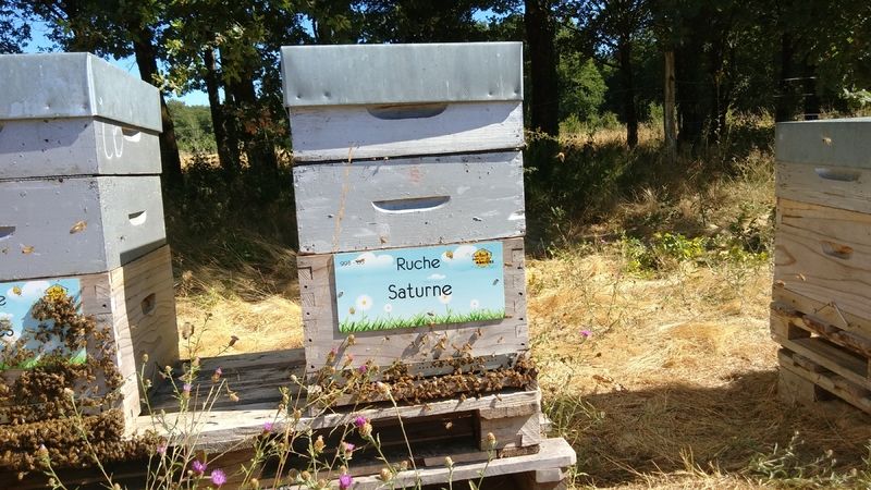 La ruche Saturne