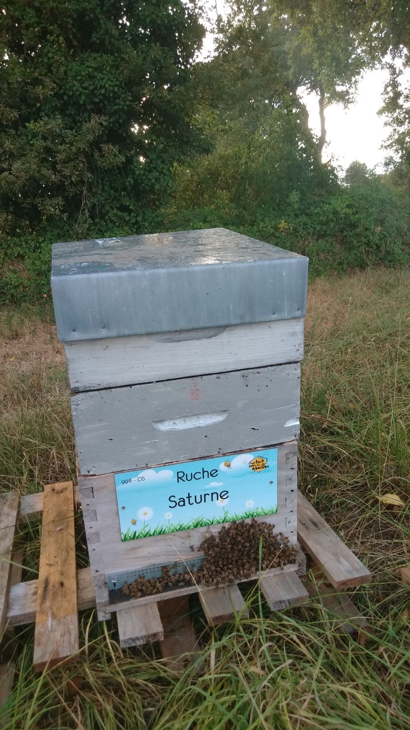 La ruche Saturne