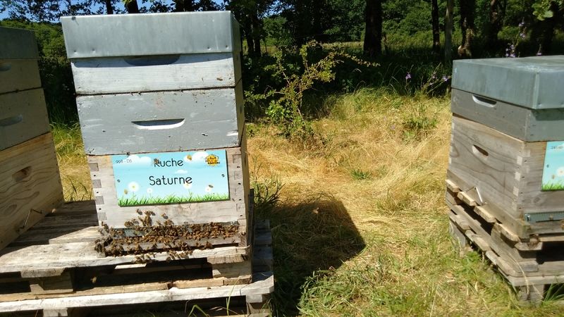 La ruche Saturne