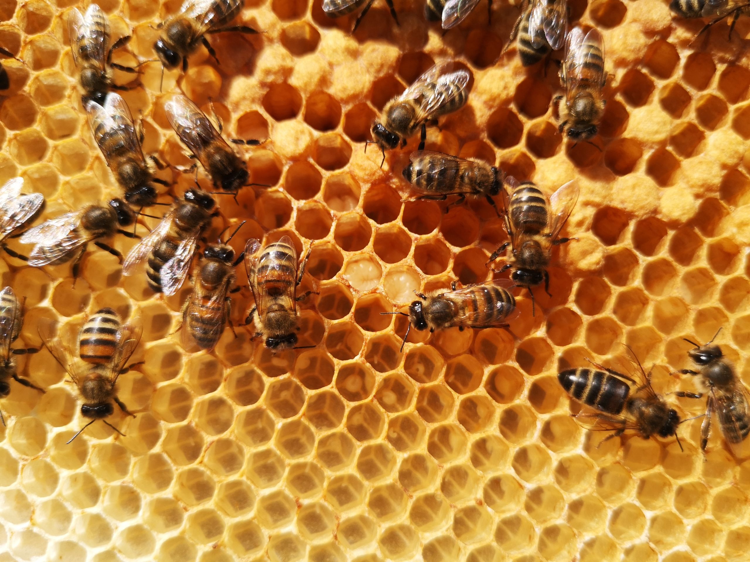 Un blog pour les abeilles » Un toit pour les abeilles